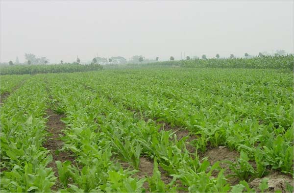 串葉松香草 串葉松香草