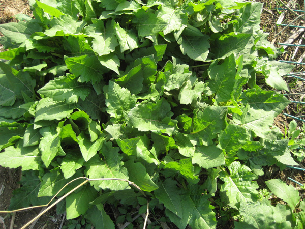 串葉松香草 串葉松香草