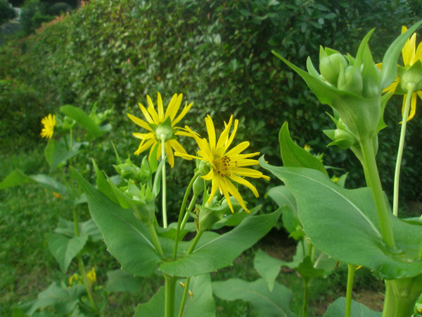 <a href='http://www.fscangbo.com/mucaozhongzi/7.html' target='_blank'>串葉松香草</a> <a href='http://www.fscangbo.com/mucaozhongzi/7.html' target='_blank'>串葉松香草</a>