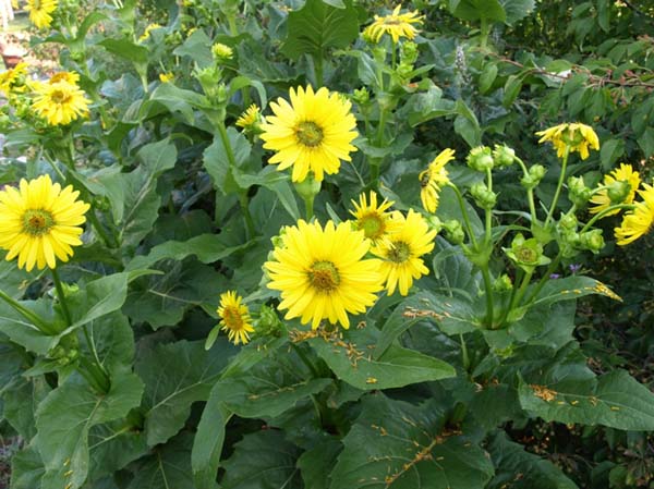 串葉松香草 串葉松香草