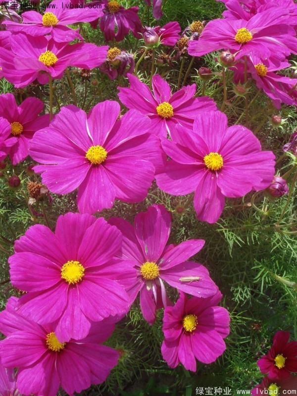 <a href='http://www.fscangbo.com/caohuazhongzi/12.html' target='_blank'>波斯菊</a><a href='http://www.fscangbo.com/' target='_blank'>種子</a> 波斯菊<a href='http://www.fscangbo.com/' target='_blank'>種子</a>