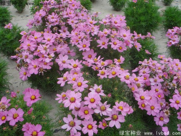 波斯菊種子 波斯菊種子