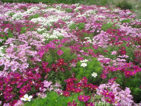 <a href='http://www.fscangbo.com/caohuazhongzi/12.html' target='_blank'>波斯菊種子</a> <a href='http://www.fscangbo.com/caohuazhongzi/12.html' target='_blank'>波斯菊種子</a>