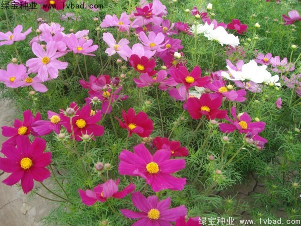 波斯菊種子 波斯菊種子