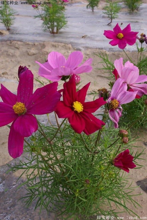 <a href='http://www.fscangbo.com/caohuazhongzi/12.html' target='_blank'>波斯菊種子</a> <a href='http://www.fscangbo.com/caohuazhongzi/12.html' target='_blank'>波斯菊種子</a>