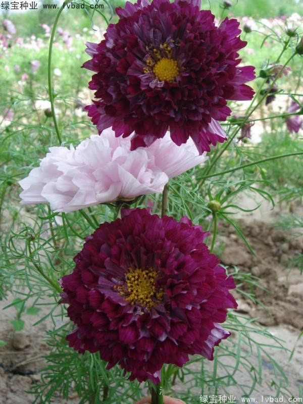 波斯菊種子 波斯菊種子