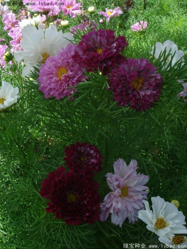 波斯菊種子 波斯菊種子