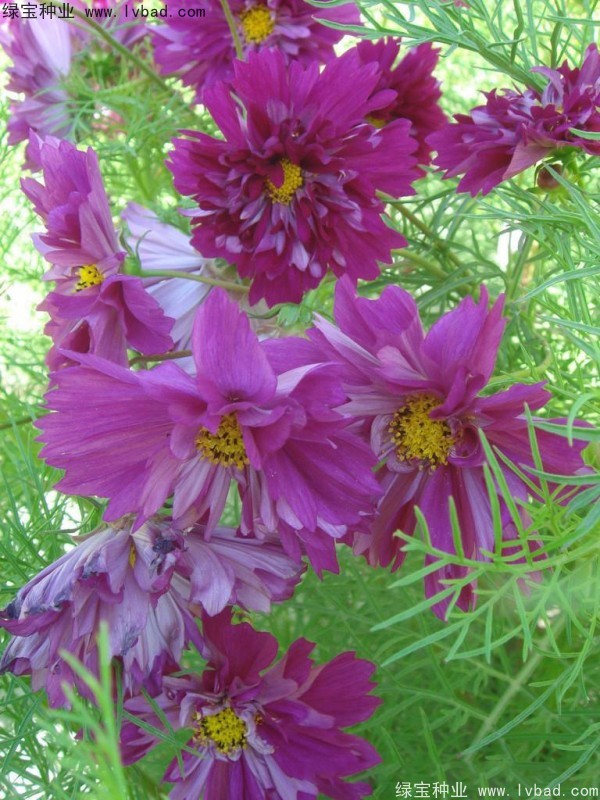 波斯菊種子 波斯菊種子