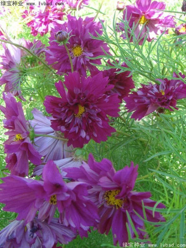 波斯菊種子 波斯菊種子