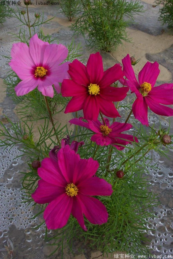 波斯菊<a href='http://www.fscangbo.com/' target='_blank'>種子</a> 波斯菊<a href='http://www.fscangbo.com/' target='_blank'>種子</a>