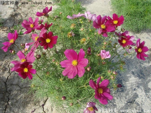 波斯菊<a href='http://www.fscangbo.com/' target='_blank'>種子</a> 波斯菊<a href='http://www.fscangbo.com/' target='_blank'>種子</a>