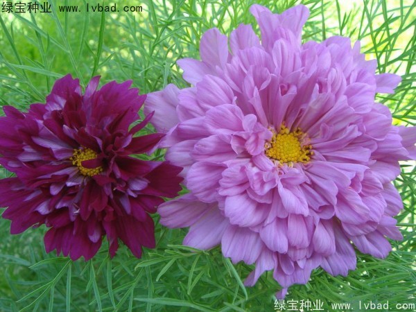 波斯菊種子 波斯菊種子