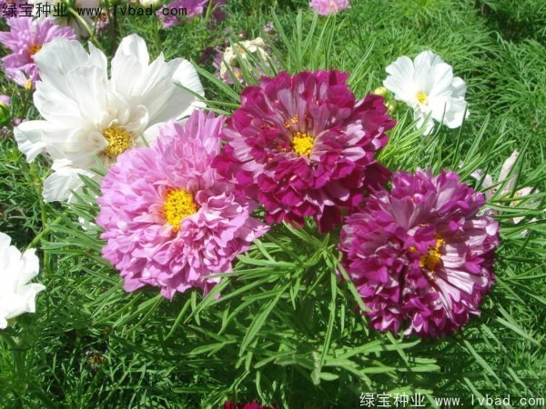 波斯菊種子 波斯菊種子