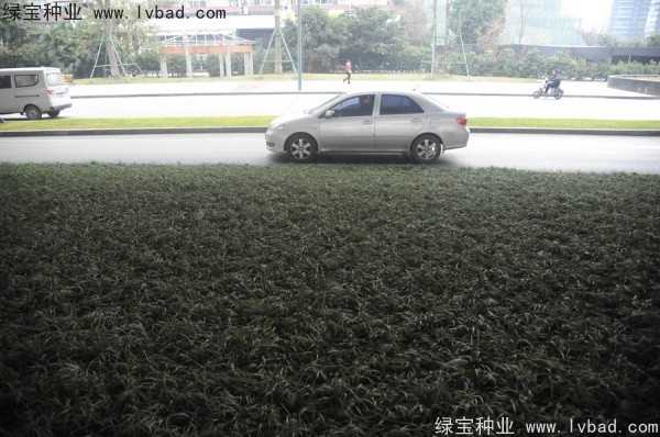 麥冬草<a href='http://www.fscangbo.com/' target='_blank'>種子</a>