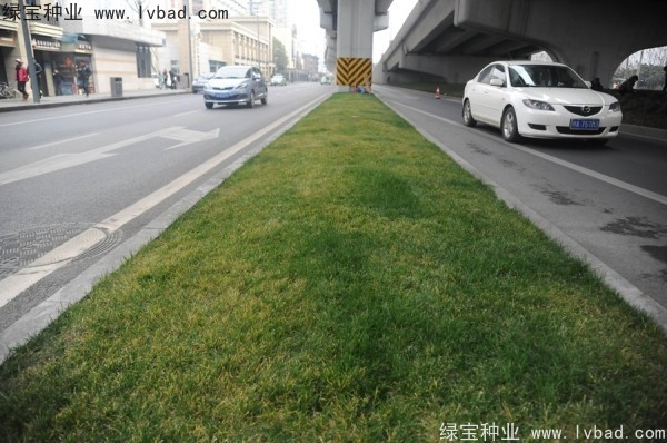 麥冬草<a href='http://www.fscangbo.com/' target='_blank'>種子</a>