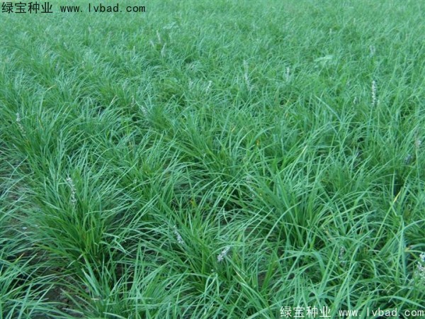 <a href='http://www.fscangbo.com/linmuzhongzi/1695.html' target='_blank'>麥冬草</a><a href='http://www.fscangbo.com/' target='_blank'>種子</a>