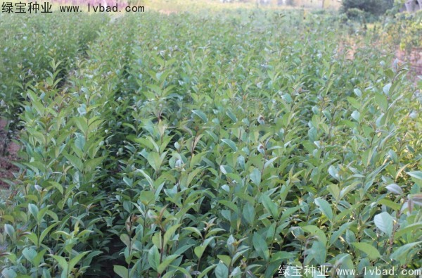 大葉女貞<a href='http://www.fscangbo.com/' target='_blank'>種子</a>