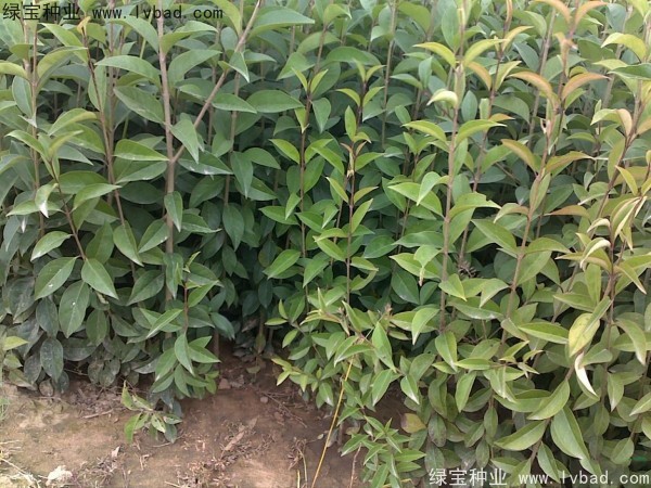 <a href='http://www.fscangbo.com/linmuzhongzi/1696.html' target='_blank'>大葉女貞種子</a>