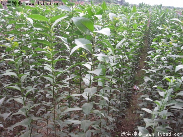 大葉女貞<a href='http://www.fscangbo.com/' target='_blank'>種子</a>