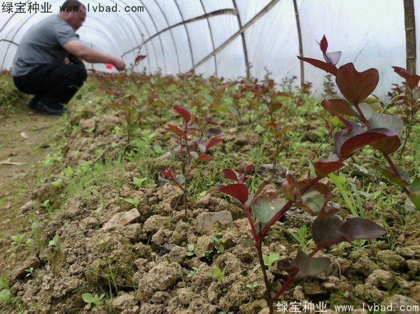 紫薇<a href='http://www.fscangbo.com/' target='_blank'>種子</a> 紫薇<a href='http://www.fscangbo.com/' target='_blank'>種子</a>