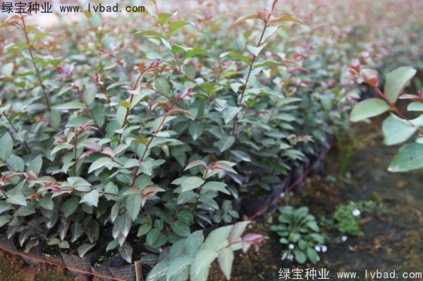 <a href='http://www.fscangbo.com/linmuzhongzi/1698.html' target='_blank'>紫薇種子</a> <a href='http://www.fscangbo.com/linmuzhongzi/1698.html' target='_blank'>紫薇種子</a>