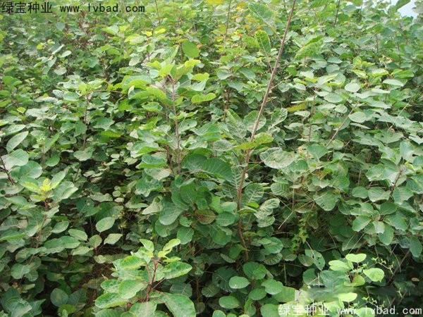 黃櫨<a href='http://www.fscangbo.com/' target='_blank'>種子</a>