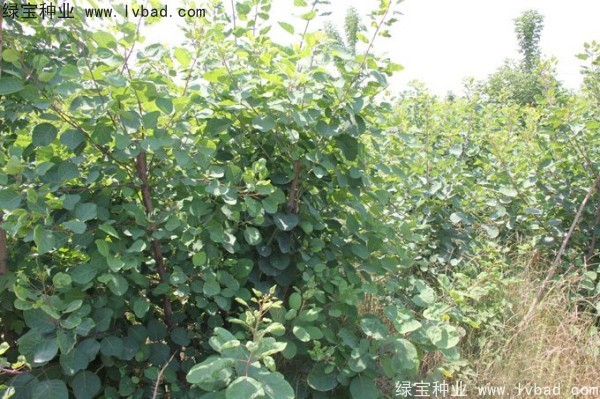 黃櫨<a href='http://www.fscangbo.com/' target='_blank'>種子</a>