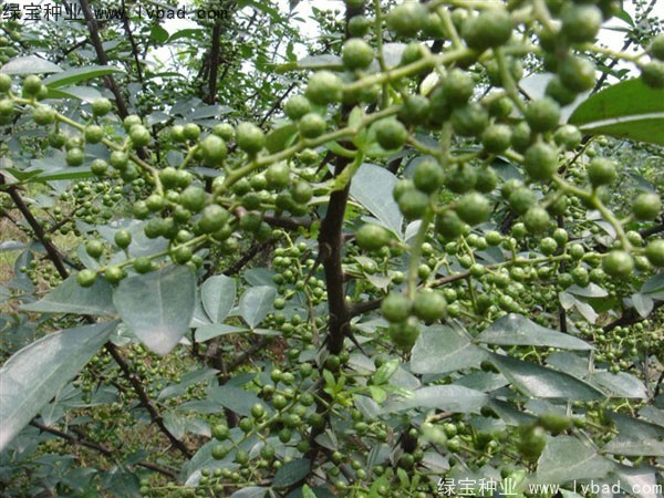 花椒<a href='http://www.fscangbo.com/' target='_blank'>種子</a>