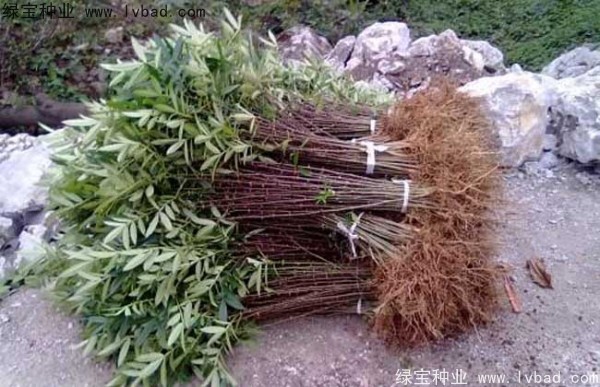 <a href='http://www.fscangbo.com/linmuzhongzi/1701.html' target='_blank'>花椒種子</a>