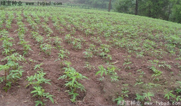 花椒種子 花椒種子