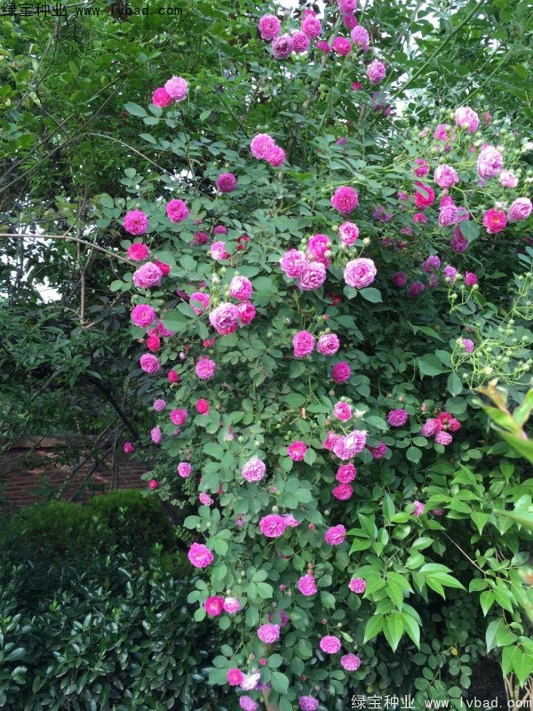 <a href='http://www.fscangbo.com/linmuzhongzi/1702.html' target='_blank'>薔薇種子</a> 薔薇<a href='http://www.fscangbo.com/' target='_blank'>種子</a>