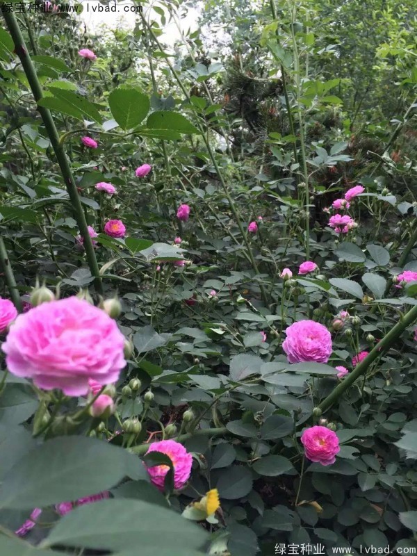 <a href='http://www.fscangbo.com/linmuzhongzi/1702.html' target='_blank'>薔薇</a><a href='http://www.fscangbo.com/' target='_blank'>種子</a> <a href='http://www.fscangbo.com/linmuzhongzi/1702.html' target='_blank'>薔薇種子</a>