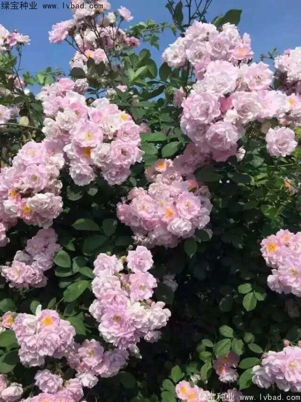 薔薇種子 薔薇種子