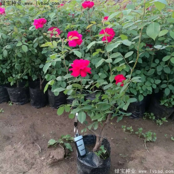 <a href='http://www.fscangbo.com/linmuzhongzi/1702.html' target='_blank'>薔薇種子</a> <a href='http://www.fscangbo.com/linmuzhongzi/1702.html' target='_blank'>薔薇</a><a href='http://www.fscangbo.com/' target='_blank'>種子</a>