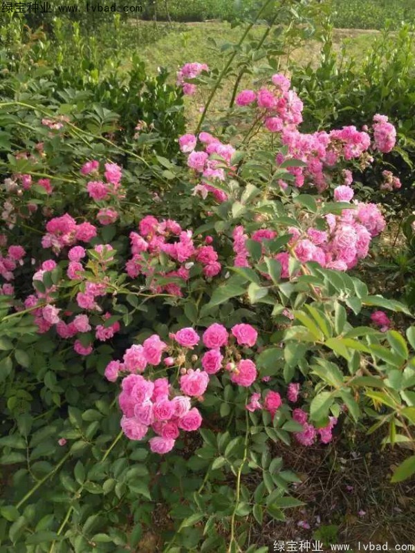 <a href='http://www.fscangbo.com/linmuzhongzi/1702.html' target='_blank'>薔薇種子</a> <a href='http://www.fscangbo.com/linmuzhongzi/1702.html' target='_blank'>薔薇</a><a href='http://www.fscangbo.com/' target='_blank'>種子</a>