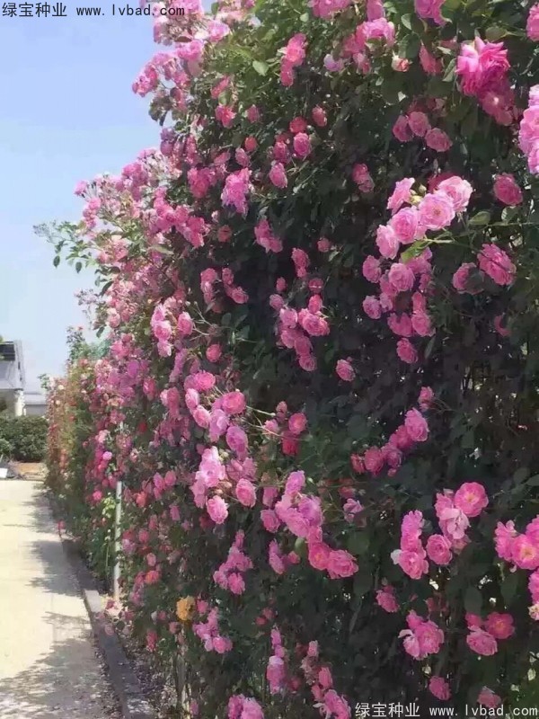 薔薇<a href='http://www.fscangbo.com/' target='_blank'>種子</a> 薔薇種子