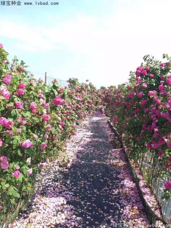 薔薇種子 薔薇種子