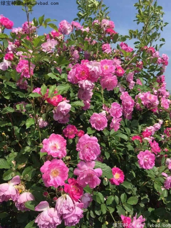 薔薇種子 薔薇種子