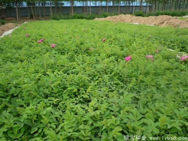 <a href='http://www.fscangbo.com/linmuzhongzi/1704.html' target='_blank'>玫瑰花</a><a href='http://www.fscangbo.com/' target='_blank'>種子</a> <a href='http://www.fscangbo.com/linmuzhongzi/1704.html' target='_blank'>玫瑰花</a><a href='http://www.fscangbo.com/' target='_blank'>種子</a>