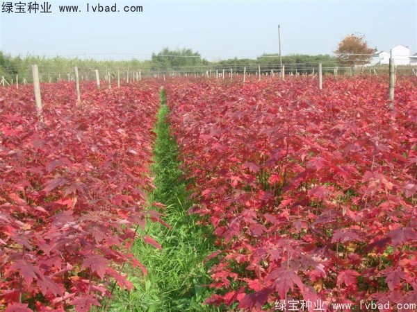 <a href='http://www.fscangbo.com/linmuzhongzi/1706.html' target='_blank'>紅楓</a><a href='http://www.fscangbo.com/' target='_blank'>種子</a>