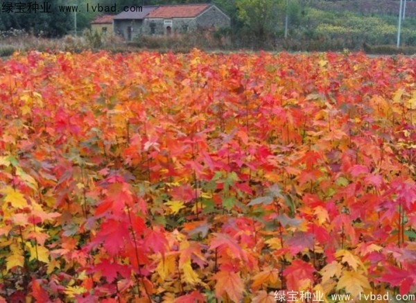 紅楓<a href='http://www.fscangbo.com/' target='_blank'>種子</a>