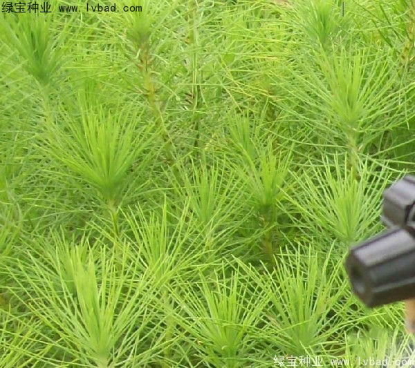 <a href='http://www.fscangbo.com/linmuzhongzi/1708.html' target='_blank'>馬尾松種子</a>