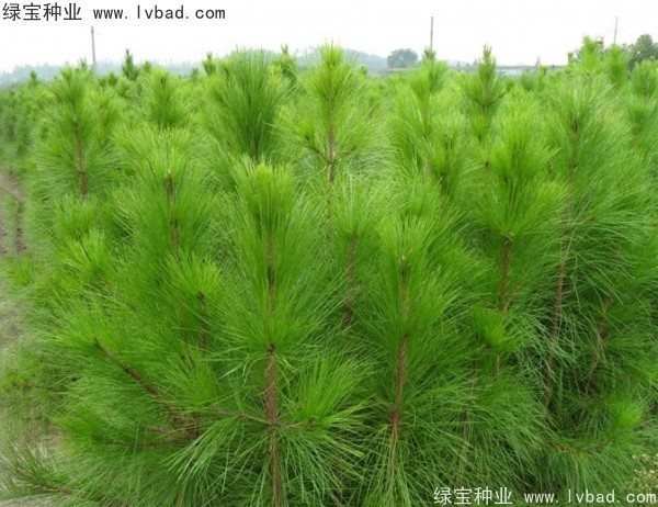 <a href='http://www.fscangbo.com/linmuzhongzi/1708.html' target='_blank'>馬尾松種子</a>
