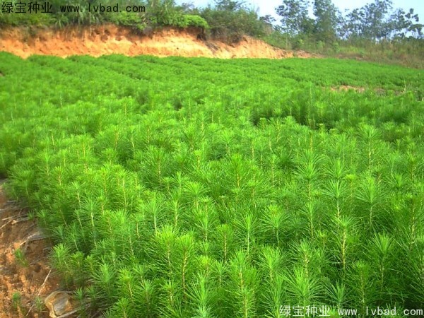 馬尾松<a href='http://www.fscangbo.com/' target='_blank'>種子</a>