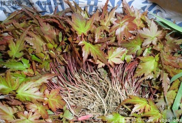 <a href='http://www.fscangbo.com/linmuzhongzi/1711.html' target='_blank'>雞爪槭</a><a href='http://www.fscangbo.com/' target='_blank'>種子</a>