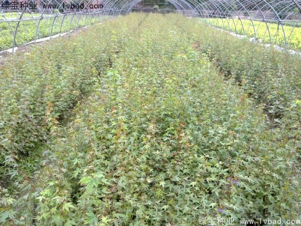 雞爪槭<a href='http://www.fscangbo.com/' target='_blank'>種子</a>