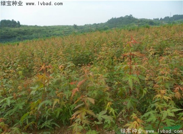 <a href='http://www.fscangbo.com/linmuzhongzi/1711.html' target='_blank'>雞爪槭種子</a>