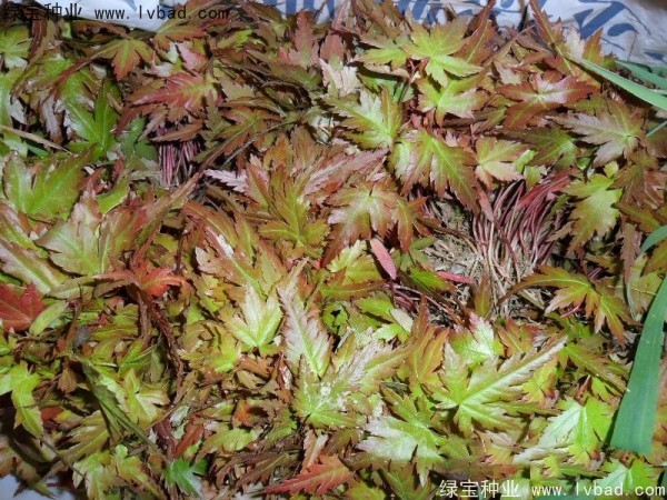 <a href='http://www.fscangbo.com/linmuzhongzi/1711.html' target='_blank'>雞爪槭種子</a>