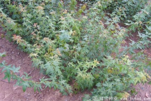 <a href='http://www.fscangbo.com/linmuzhongzi/1711.html' target='_blank'>雞爪槭種子</a>