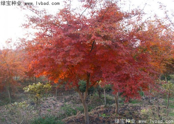 雞爪槭<a href='http://www.fscangbo.com/' target='_blank'>種子</a>